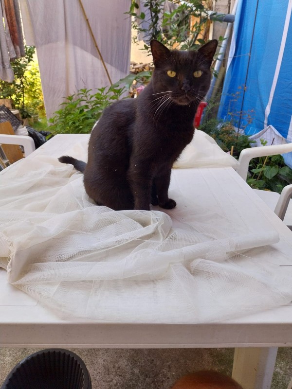 Nera of the Didi family