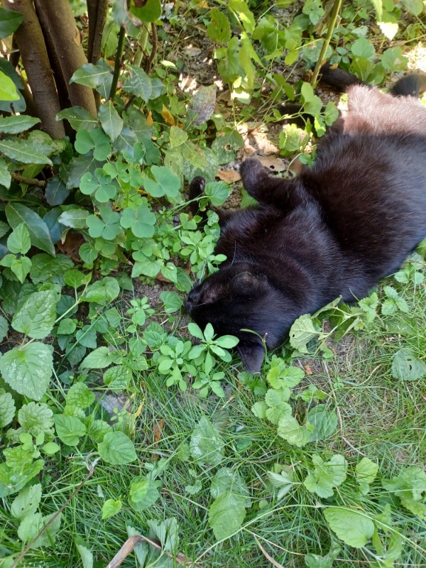Nera of the Didi family