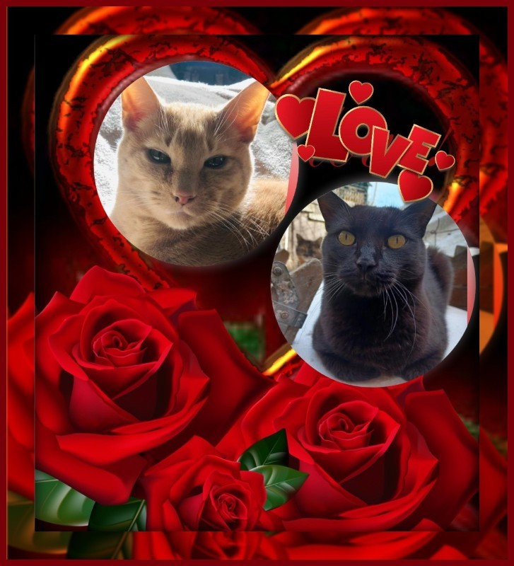 Nera of the Didi family