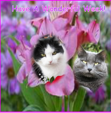 Susan of the Eha2013 family