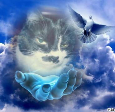 Zuzi of the Eha2013 family