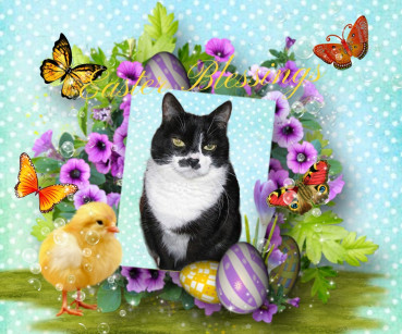 Zuzi of the Eha2013 family