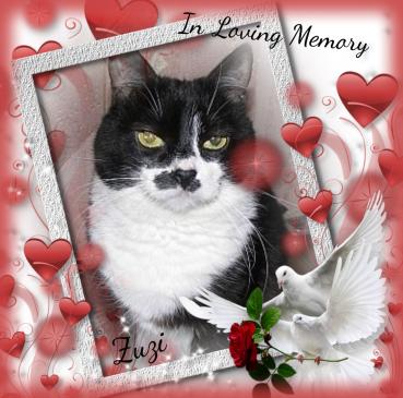 Zuzi of the Eha2013 family