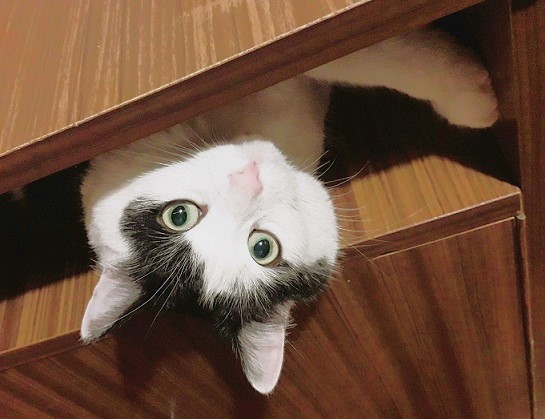 Eha2013 uploaded   2 year/s ago