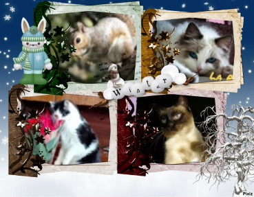 Stella of the Eha2013 family