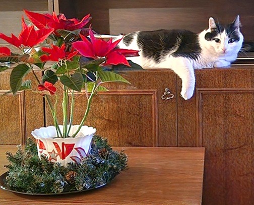 Eha2013 uploaded   116  day/s  ago