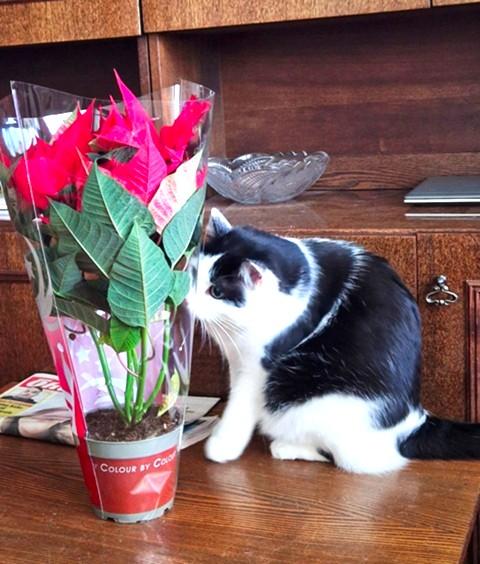 Eha2013 uploaded   116  day/s  ago