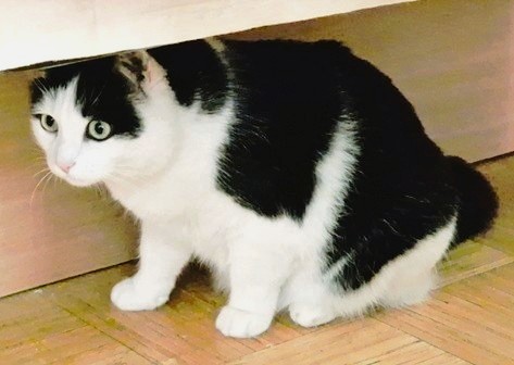 Eha2013 uploaded   295  day/s  ago