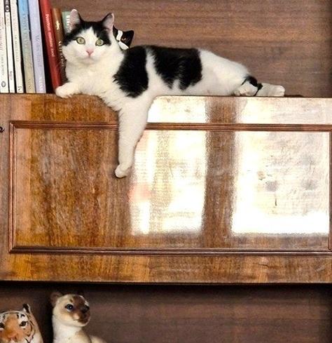 Eha2013 uploaded   78  day/s  ago