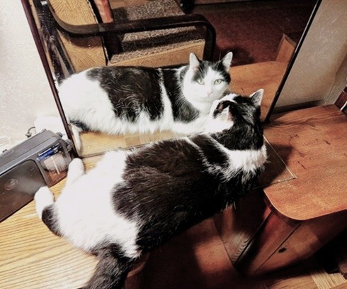 Eha2013 uploaded   3  day/s  ago