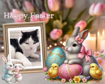 Stella of the Eha2013 family