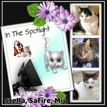 Eha2013 uploaded   76  day/s  ago