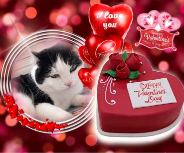 Stella of the Eha2013 family