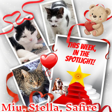 Stella of the Eha2013 family