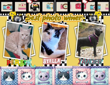 Stella of the Eha2013 family