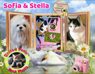 Stella of the Eha2013 family