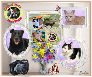 Stella of the Eha2013 family