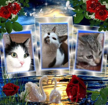 Eha2013 uploaded   59  day/s  ago