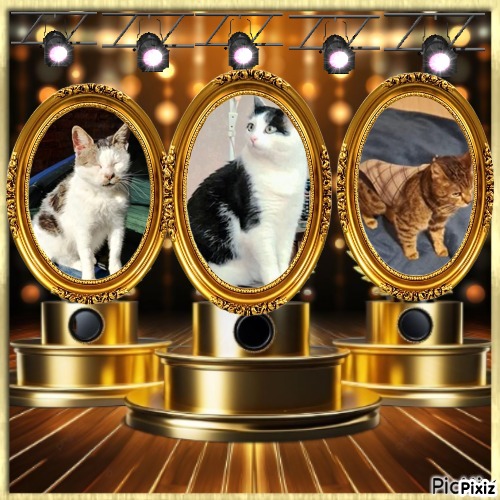 Stella of the Eha2013 family