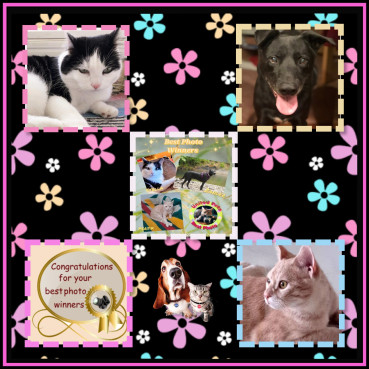 Stella of the Eha2013 family