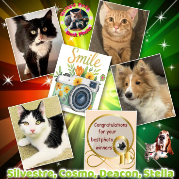 Stella of the Eha2013 family