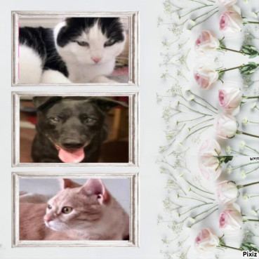 Stella of the Eha2013 family