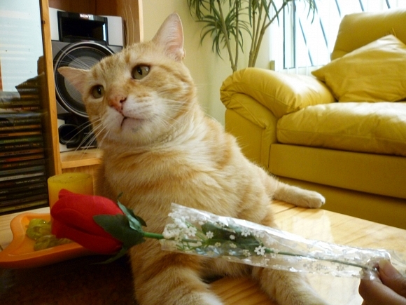 ElianaCT uploaded   9 year/s ago