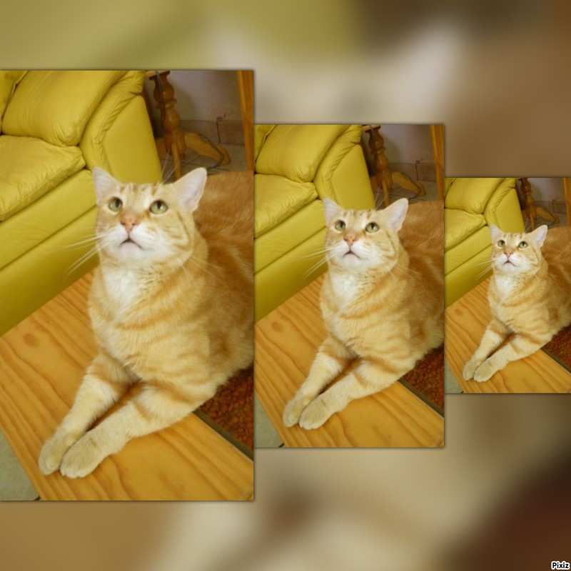 Tomy of the ElianaCT family