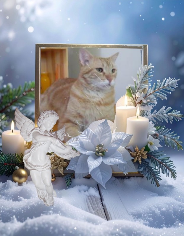 Tomy of the ElianaCT family