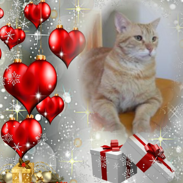 Tomy of the ElianaCT family