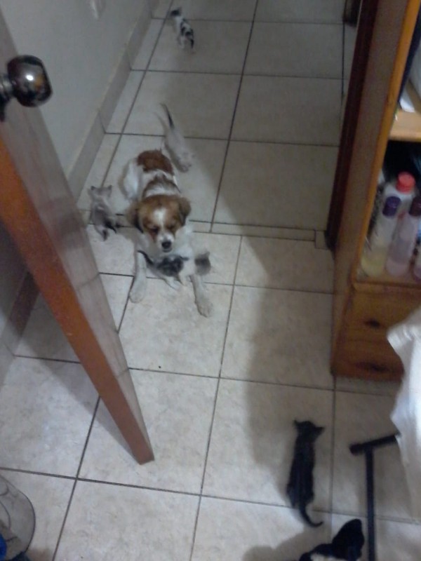 ElianaCT uploaded   199  day/s  ago