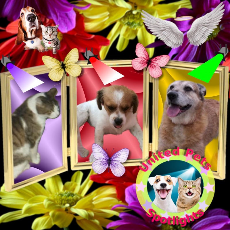 Chimuelo of the ElianaCT family