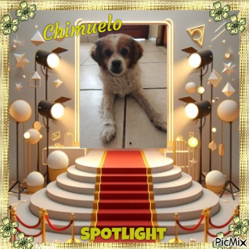 Chimuelo of the ElianaCT family