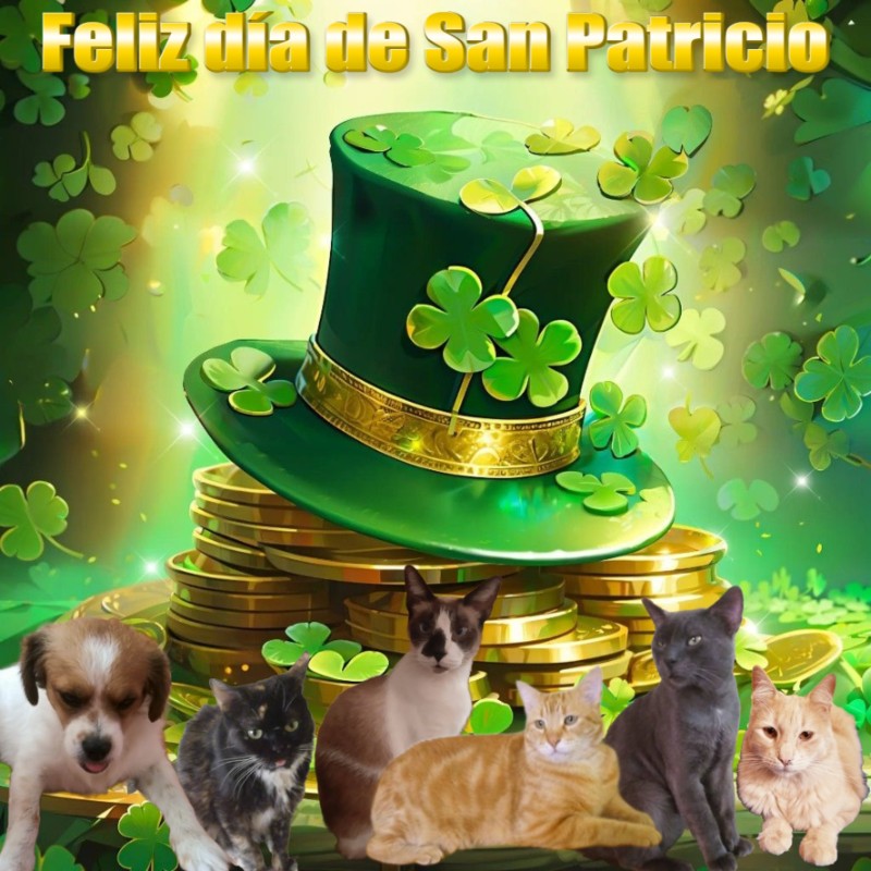 Chimuelo of the ElianaCT family