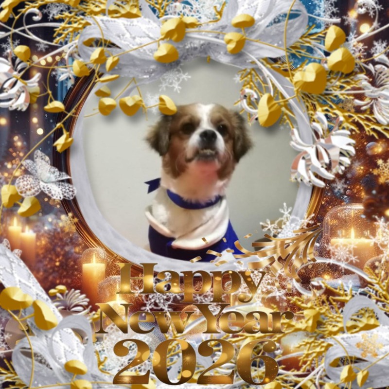 Chimuelo of the ElianaCT family