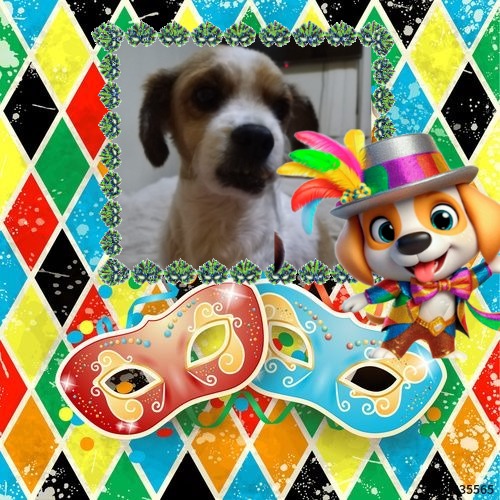 Chimuelo of the ElianaCT family