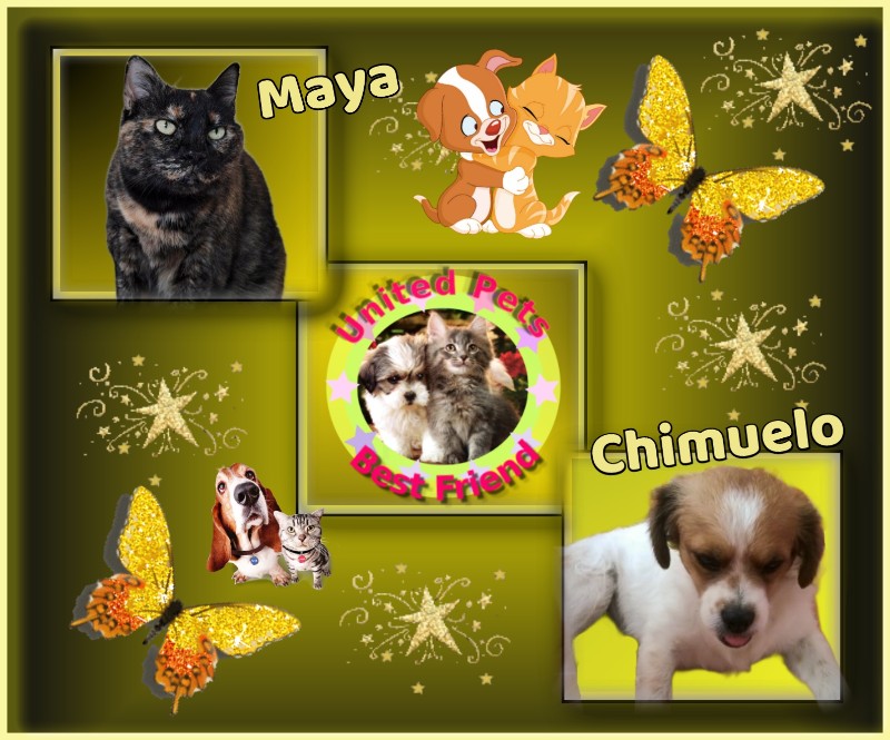 Chimuelo of the ElianaCT family