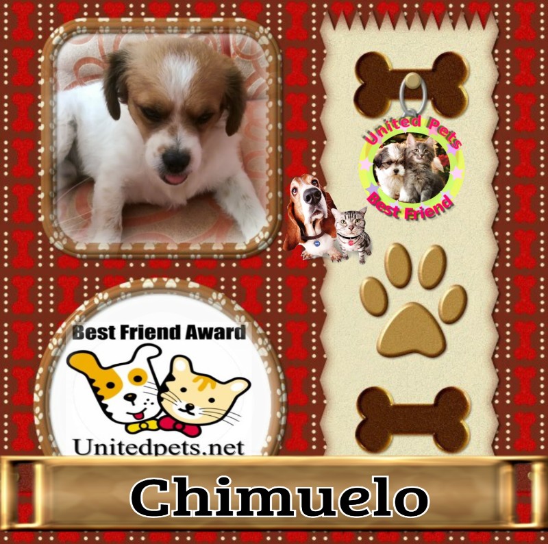 Chimuelo of the ElianaCT family