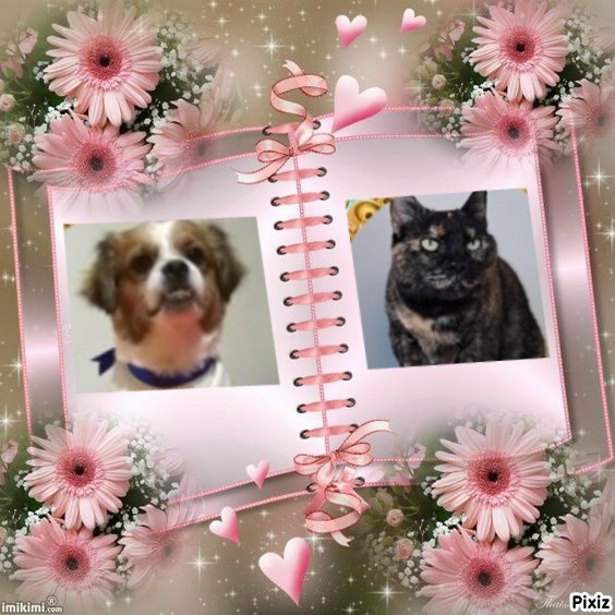 Chimuelo of the ElianaCT family