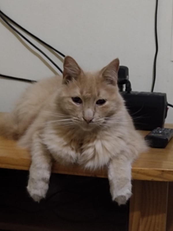 ElianaCT uploaded   191  day/s  ago