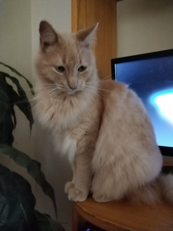 ElianaCT uploaded   191  day/s  ago