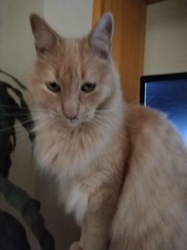 ElianaCT uploaded   191  day/s  ago