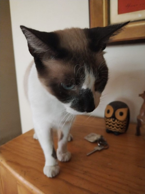 ElianaCT uploaded   194  day/s  ago