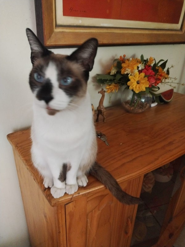 Raspadilla of the ElianaCT family