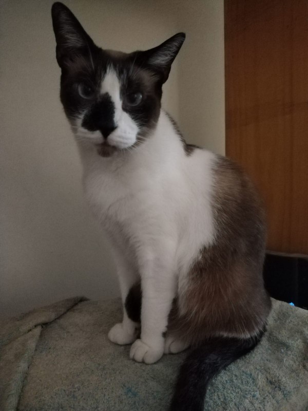 ElianaCT uploaded   194  day/s  ago