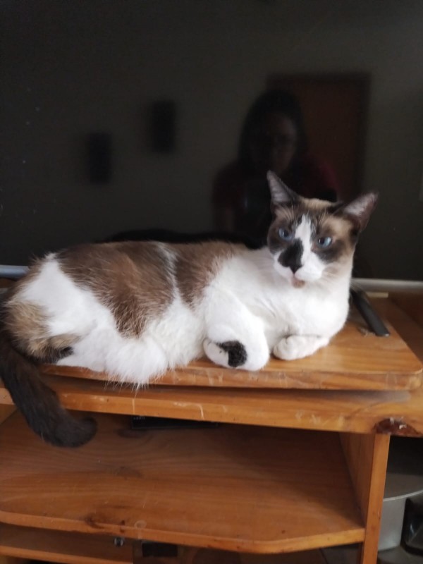 ElianaCT uploaded   194  day/s  ago