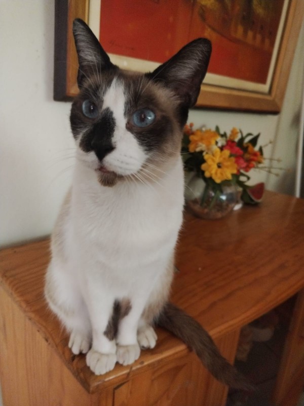 Raspadilla of the ElianaCT family