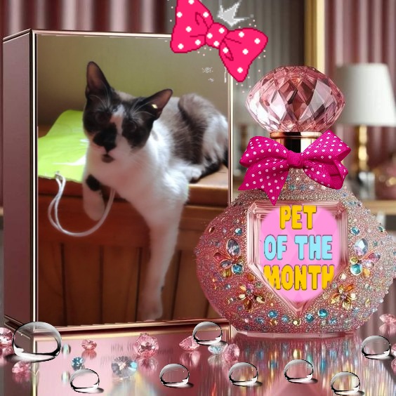 ElianaCT uploaded   22  day/s  ago