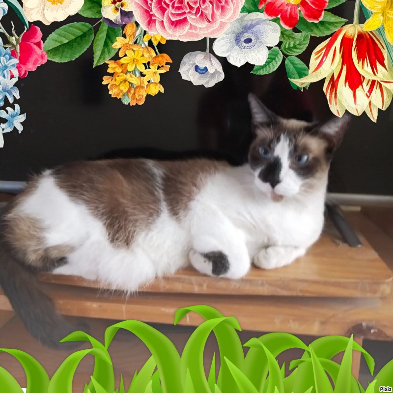 Raspadilla of the ElianaCT family