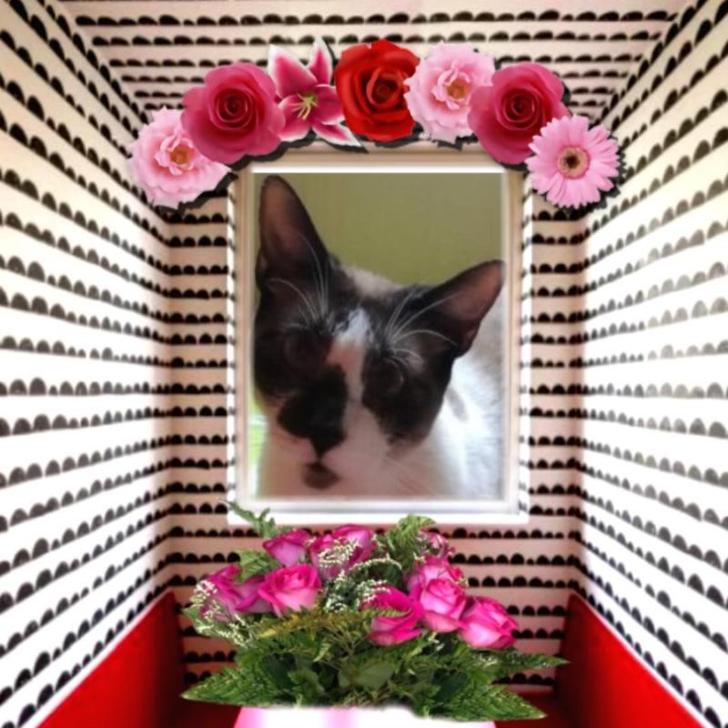 ElianaCT uploaded   31  day/s  ago